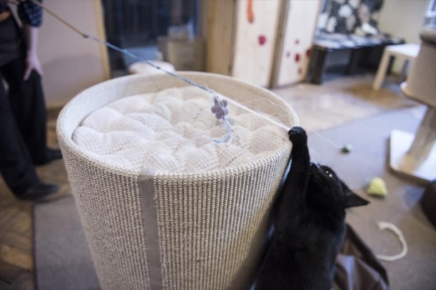 Foto - Kedi sevenlere özel kafe açıldı