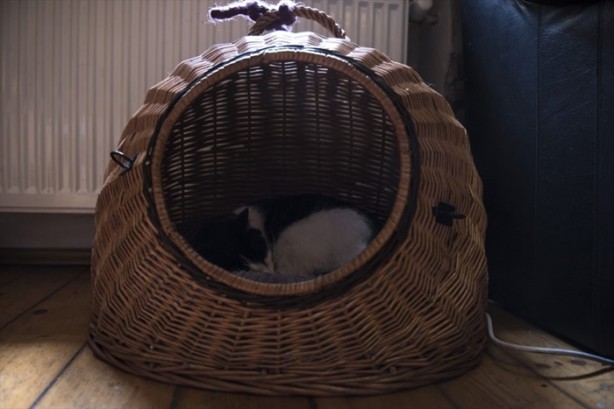 Foto - Kedi sevenlere özel kafe açıldı