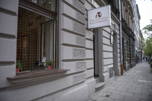 Foto - Kedi sevenlere özel kafe açıldı