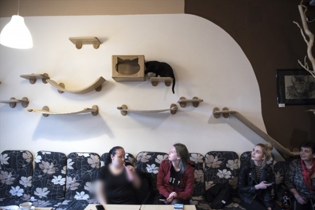 Foto - Kedi sevenlere özel kafe açıldı