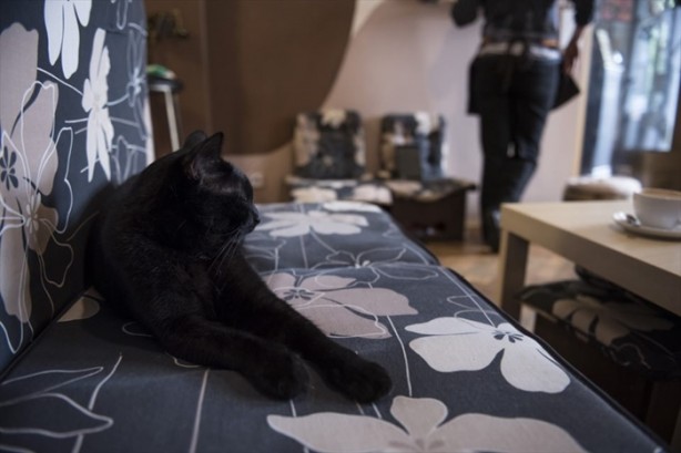 Foto - Kedi sevenlere özel kafe açıldı