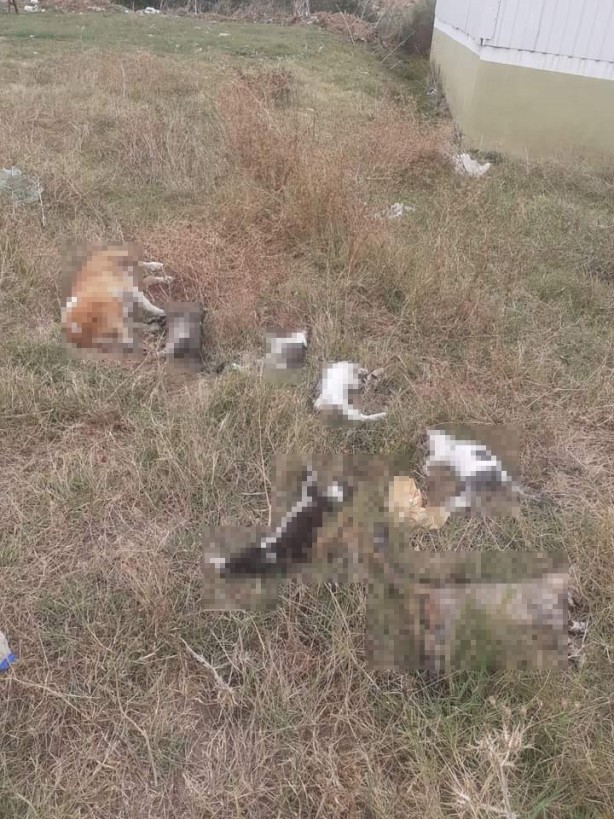 Kedi ve köpeklerin zehirlendiği iddiası ilçe sakinlerini ayağa kaldırdı!