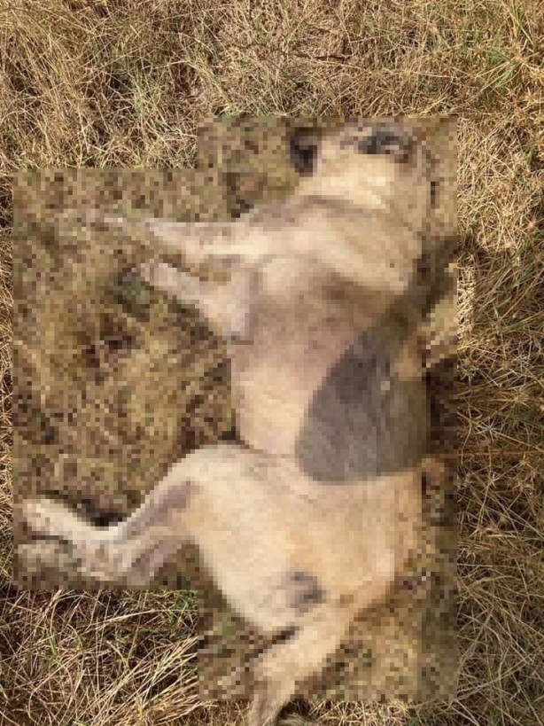 Foto - Kedi ve köpeklerin zehirlendiği iddiası ilçe sakinlerini ayağa kaldırdı!