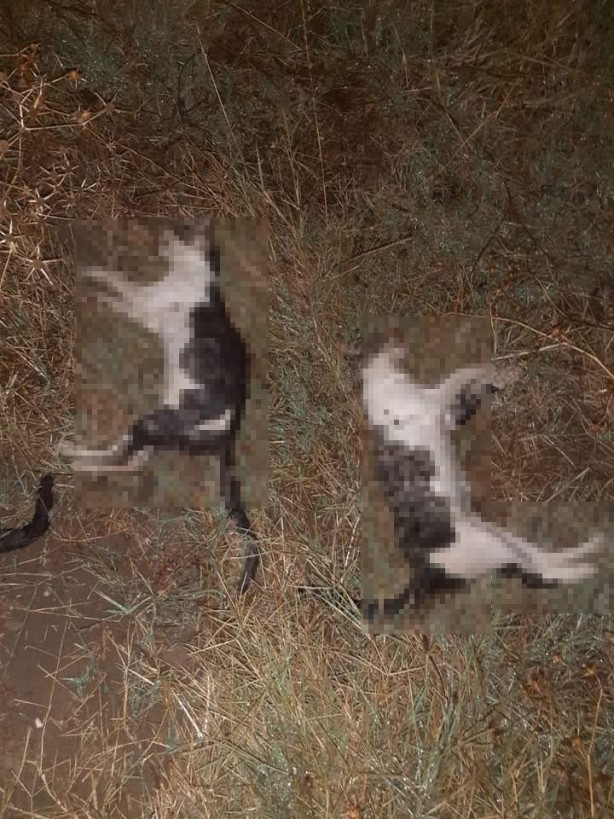 Foto - Kedi ve köpeklerin zehirlendiği iddiası ilçe sakinlerini ayağa kaldırdı!