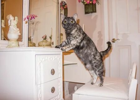 Foto - Kediler gerçekten de şizofrene yakalanma riskimizi iki katına mı çıkarıyor?