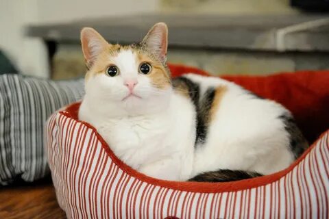 Kediler gerçekten de şizofrene yakalanma riskimizi iki katına mı çıkarıyor?