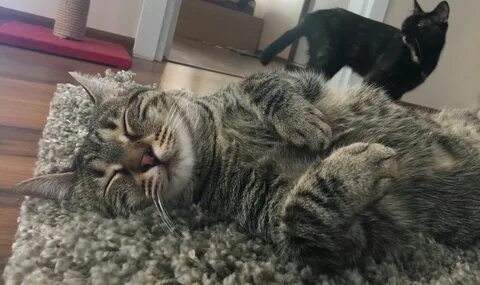 Foto - Kediler gerçekten de şizofrene yakalanma riskimizi iki katına mı çıkarıyor?