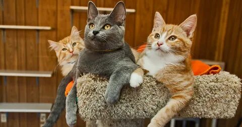 Foto - Kediler gerçekten de şizofrene yakalanma riskimizi iki katına mı çıkarıyor?