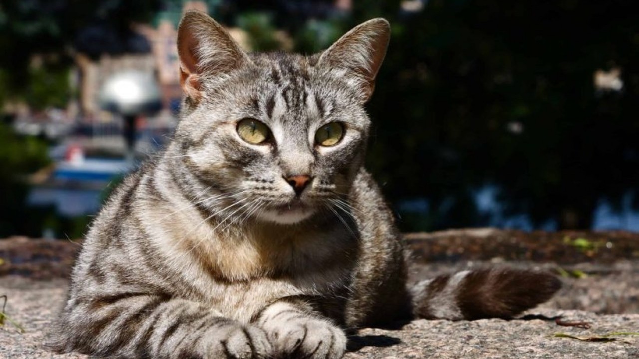 Kediler insanları geçti! Kıbrıs’ta sokak kedisi nüfusu 1 milyonu aştı