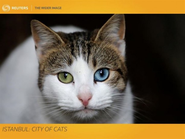 Foto - Kediler şehri 'İstanbul'