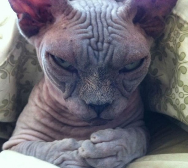 Foto - Kedilerden korkutan görüntüler