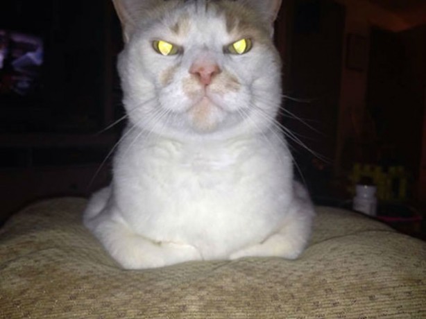 Foto - Kedilerden korkutan görüntüler