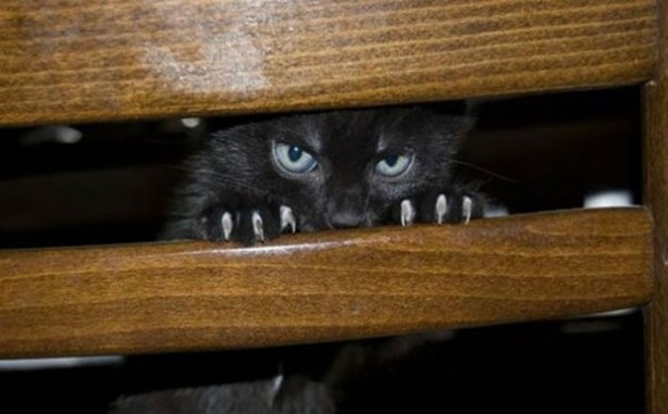 Foto - Kedilerden korkutan görüntüler