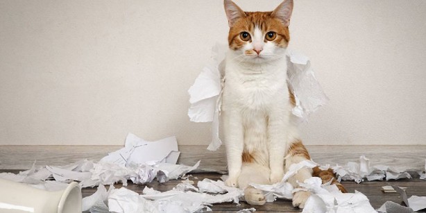 Foto - Kedilerin bu özelliğini duyunca şoke olacaksınız! Kimse bunları bilmiyordu! Allah’ın şu işine bakın