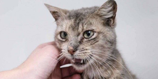Foto - Kedilerin bu özelliğini duyunca şoke olacaksınız! Kimse bunları bilmiyordu! Allah’ın şu işine bakın