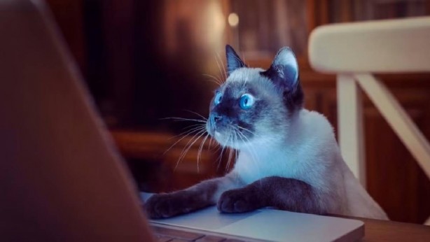 Kedilerin bu özelliğini duyunca şoke olacaksınız! Kimse bunları bilmiyordu! Allah’ın şu işine bakın