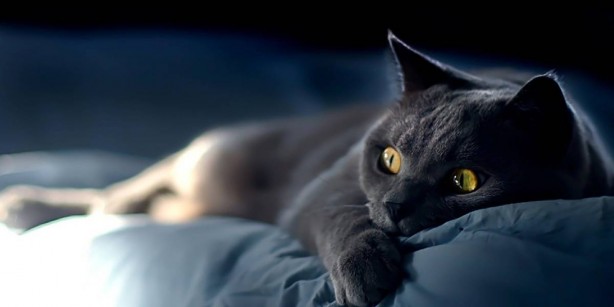 Foto - Kedilerin bu özelliğini duyunca şoke olacaksınız! Kimse bunları bilmiyordu! Allah’ın şu işine bakın