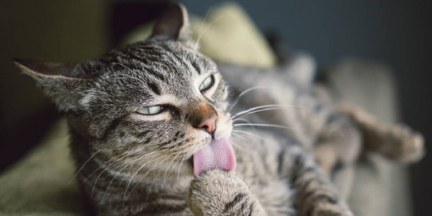 Foto - Kedilerin bu özelliğini duyunca şoke olacaksınız! Kimse bunları bilmiyordu! Allah’ın şu işine bakın