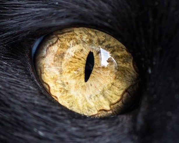 Foto - Kedilerin gözlerine hiç bu kadar yakından baktınız mı?
