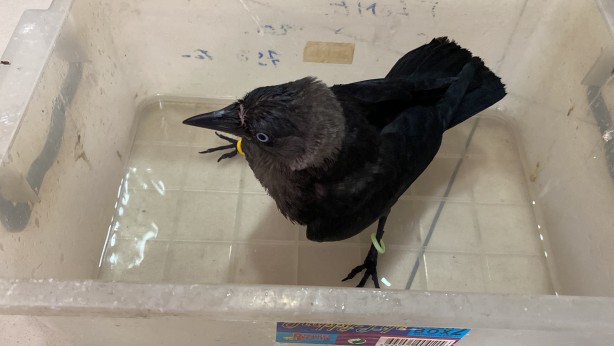 Foto - Kedinin ağzından aldıkları karga dostları oldu