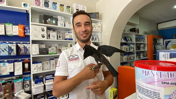 Kedinin ağzından aldıkları karga dostları oldu