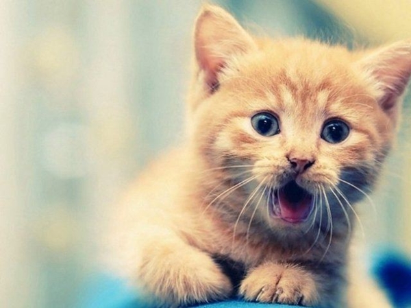 Foto - Kedinin içtiği sudan abdest alınabilir mi?