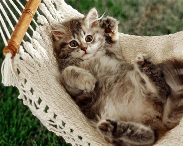 Foto - Kedinin içtiği sudan abdest alınabilir mi?