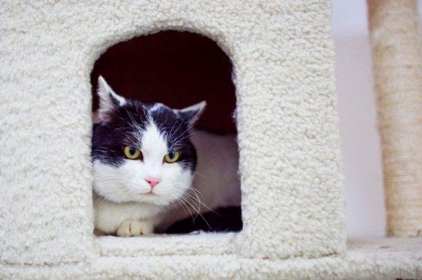 Foto - Kedinin içtiği sudan abdest alınabilir mi?