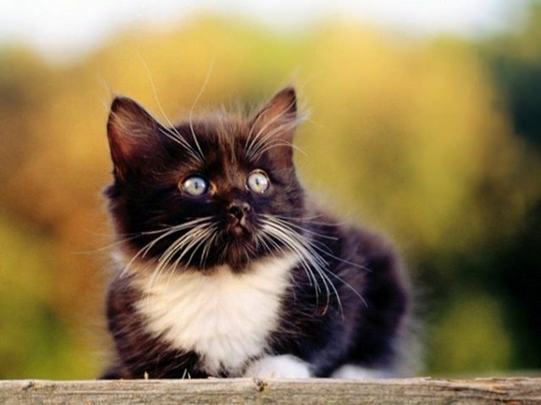 Foto - Kedinin içtiği sudan abdest alınabilir mi?