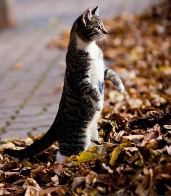 Foto - Kedinin içtiği sudan abdest alınabilir mi?