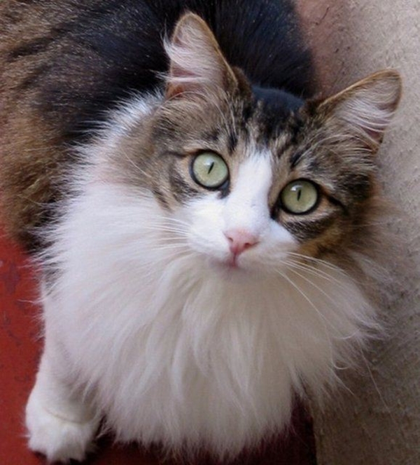 Foto - Kedinin içtiği sudan abdest alınabilir mi?