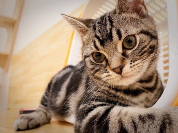 Foto - Kedinin içtiği sudan abdest alınabilir mi?