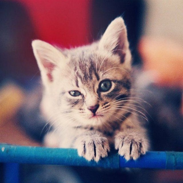 Foto - Kedinin içtiği sudan abdest alınabilir mi?