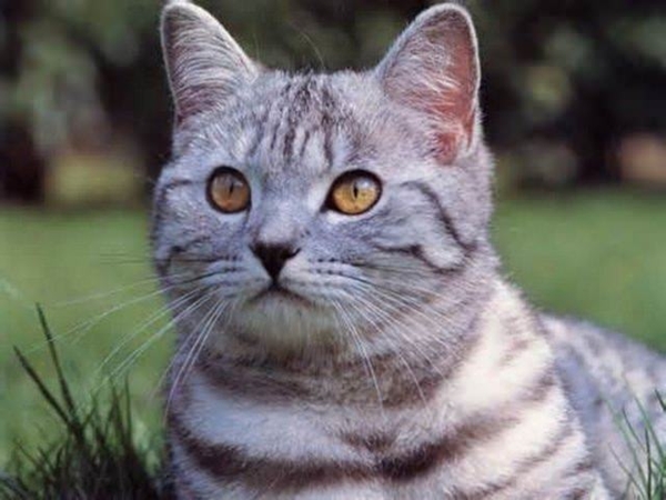 Foto - Kedinin içtiği sudan abdest alınabilir mi?