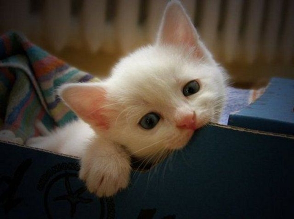 Foto - Kedinin içtiği sudan abdest alınabilir mi?