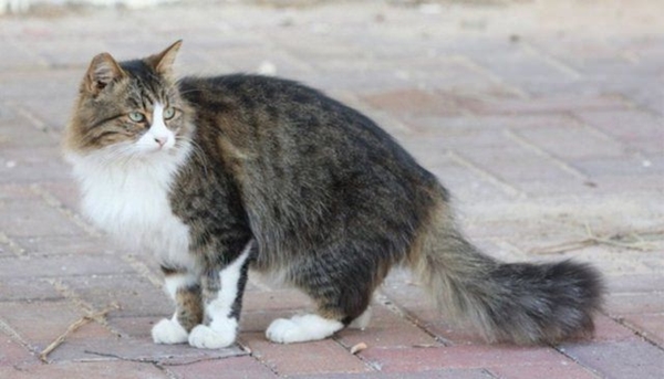 Foto - Kedinin içtiği sudan abdest alınabilir mi?