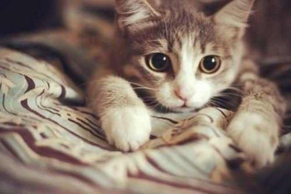 Foto - Kedinin içtiği sudan abdest alınabilir mi?