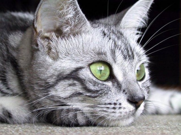 Foto - Kedinin içtiği sudan abdest alınabilir mi?