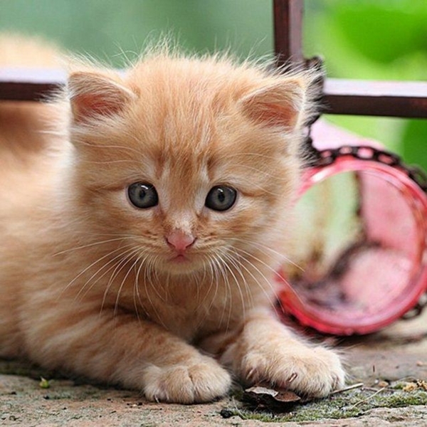 Foto - Kedinin içtiği sudan abdest alınabilir mi?