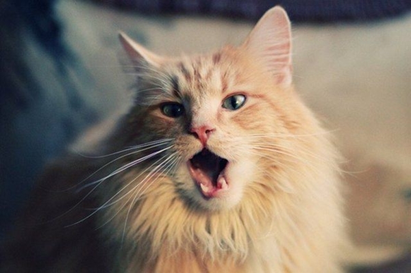 Foto - Kedinin içtiği sudan abdest alınabilir mi?