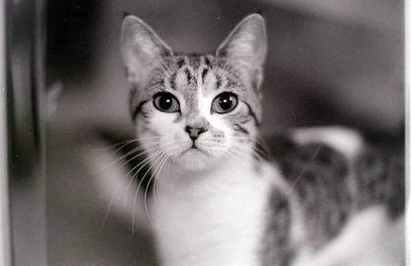 Foto - Kedinin içtiği sudan abdest alınabilir mi?