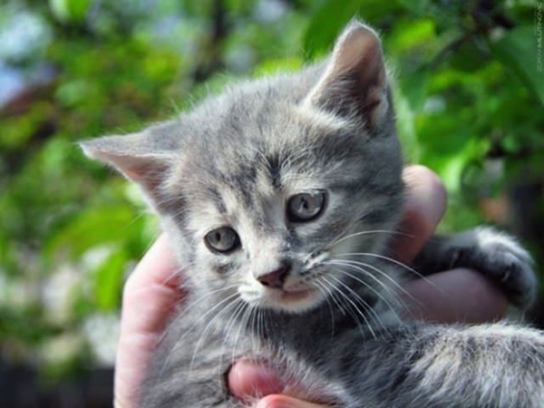 Foto - Kedinin içtiği sudan abdest alınabilir mi?