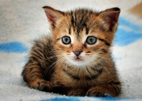 Foto - Kedinin içtiği sudan abdest alınabilir mi?