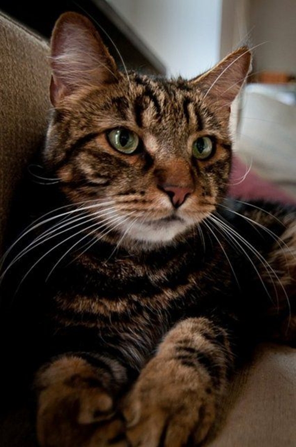 Foto - Kedinin içtiği sudan abdest alınabilir mi?