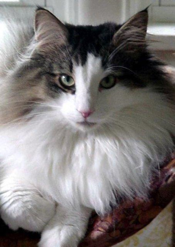 Foto - Kedinin içtiği sudan abdest alınabilir mi?