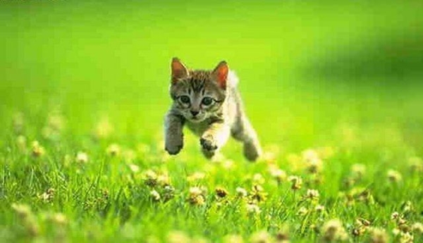 Foto - Kedinin içtiği sudan abdest alınabilir mi?