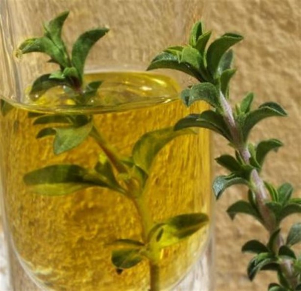 Foto - Kekik yağı romatizma ağrılarını hafifletiyor!