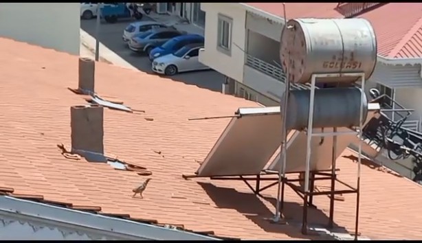 Foto - Kekliği çatıda kovaladılar