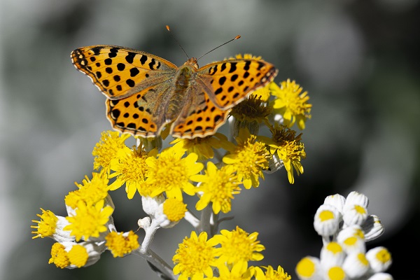 Foto - Kelebekler güzellikleriyle hayran bıraktı