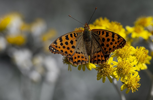 Foto - Kelebekler güzellikleriyle hayran bıraktı